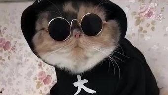 吃瓜娱乐的喵哥是谁呀,吃瓜娱乐界的神秘喵星人